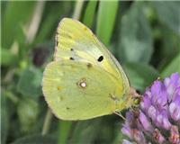 Colias crocea - thumbnail