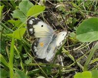 Colias crocea - thumbnail