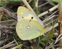 Colias crocea - thumbnail