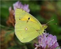 Colias crocea - thumbnail