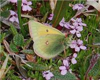 Colias hecla - thumbnail