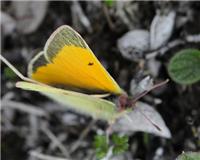 Colias hecla - thumbnail