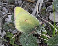 Colias hecla - thumbnail