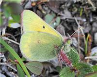 Colias hecla - thumbnail