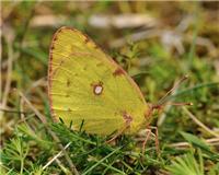 Colias hyale - thumbnail