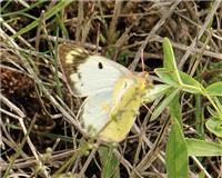 Colias hyale - thumbnail