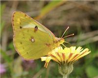 Ljusgul höfjäril - Colias hyale - tummnagel