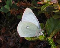 Colias palaeno - thumbnail