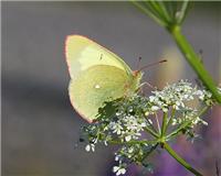 Colias palaeno - thumbnail