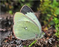 Colias palaeno - thumbnail