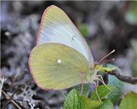 Colias palaeno - thumbnail