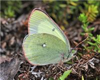 Colias palaeno - thumbnail