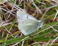 Colias tyche - thumbnail