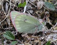 Colias tyche - thumbnail