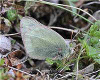 Colias tyche - thumbnail