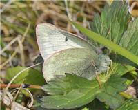 Colias tyche - thumbnail