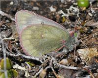 Colias tyche - thumbnail