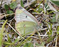 Colias tyche - thumbnail