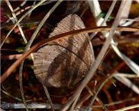 Erebia disa - thumbnail