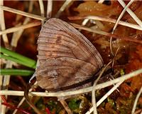 Erebia disa - thumbnail