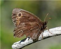 Erebia embla - thumbnail