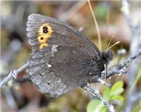 Erebia embla - thumbnail