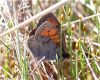 Erebia pandrose - thumbnail