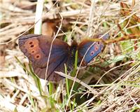 Erebia pandrose - thumbnail