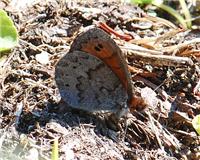 Erebia pandrose - thumbnail