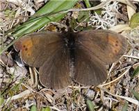 Erebia pandrose - thumbnail