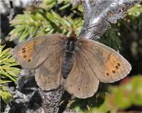 Erebia pandrose - thumbnail