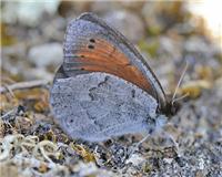 Erebia pandrose - thumbnail