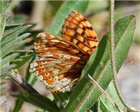 Euphydryas aurinia - thumbnail