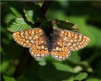 Euphydryas aurinia - thumbnail