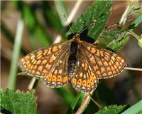 Euphydryas aurinia - thumbnail