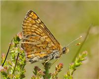 Euphydryas aurinia - thumbnail