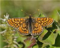 Euphydryas aurinia - thumbnail