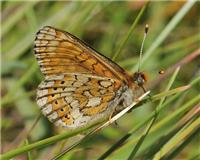 Euphydryas aurinia - thumbnail