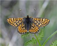 Euphydryas aurinia - thumbnail