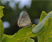 Favonius quercus - thumbnail