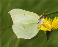 Gonepteryx rhamni - thumbnail