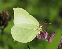 Gonepteryx rhamni - thumbnail