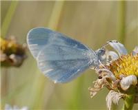 Leptidea juvernica - thumbnail