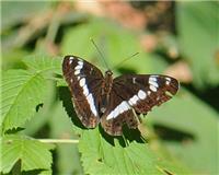 Tryfjäril - Limenitis camilla - tummnagel