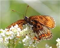 Melitaea athalia - thumbnail