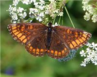 Melitaea athalia - thumbnail