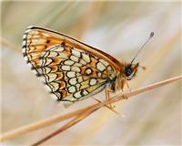 Melitaea athalia - thumbnail