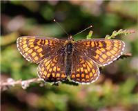 Melitaea athalia - thumbnail