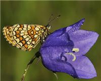 Melitaea athalia - thumbnail