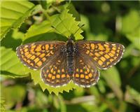 Melitaea athalia - thumbnail